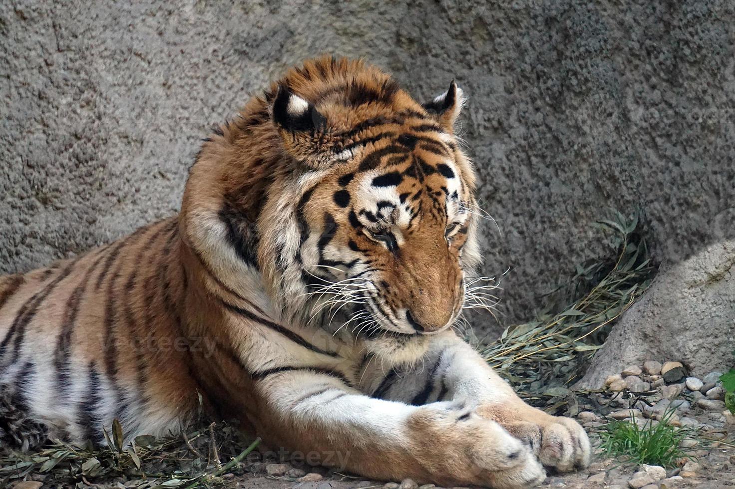 Tiger Laying on a Ground photo