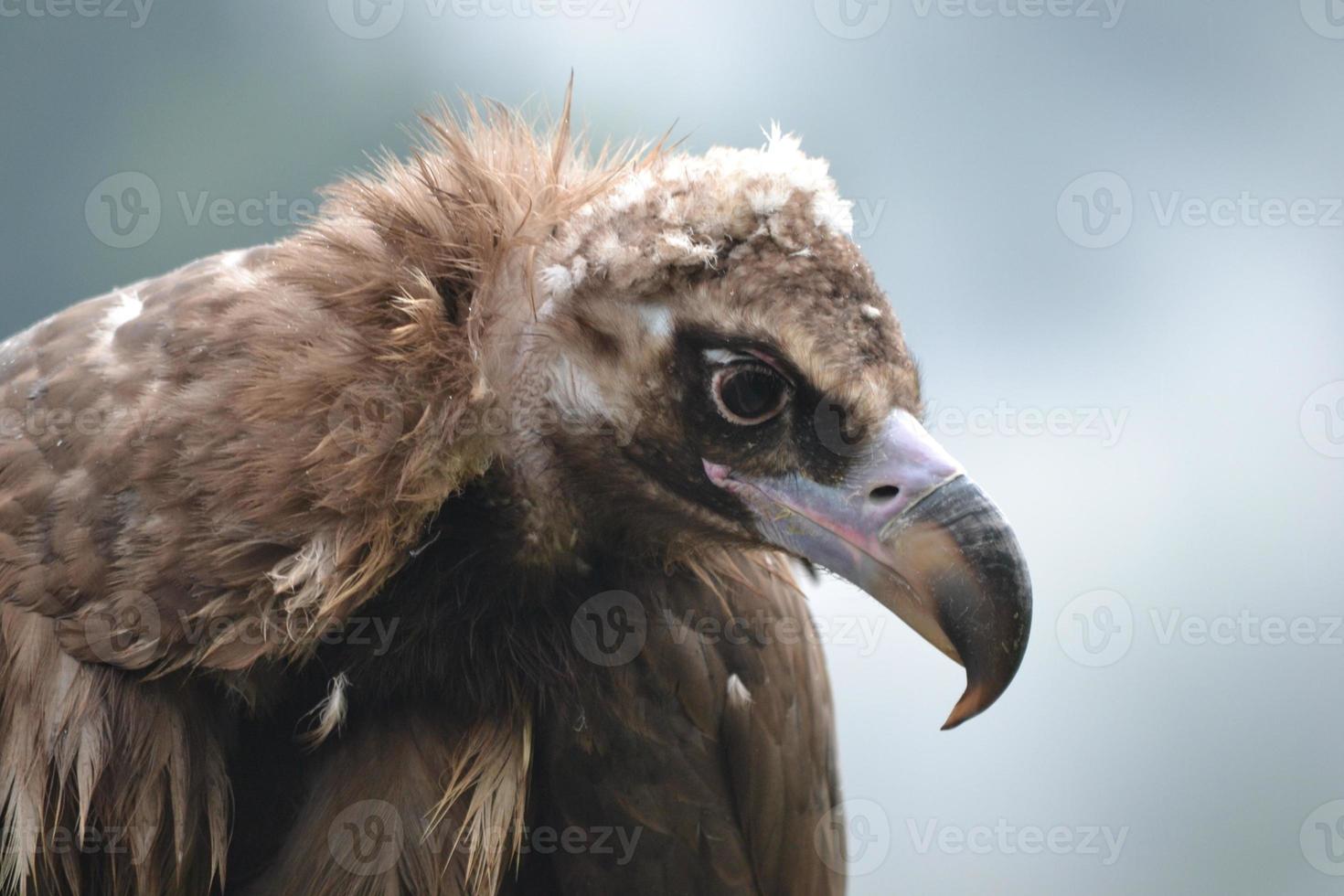 Falcon - Close-Up on Head - Side View photo