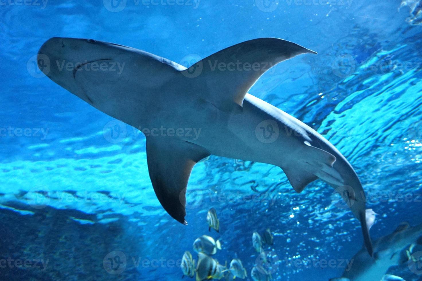 tiburón nadando bajo el agua foto