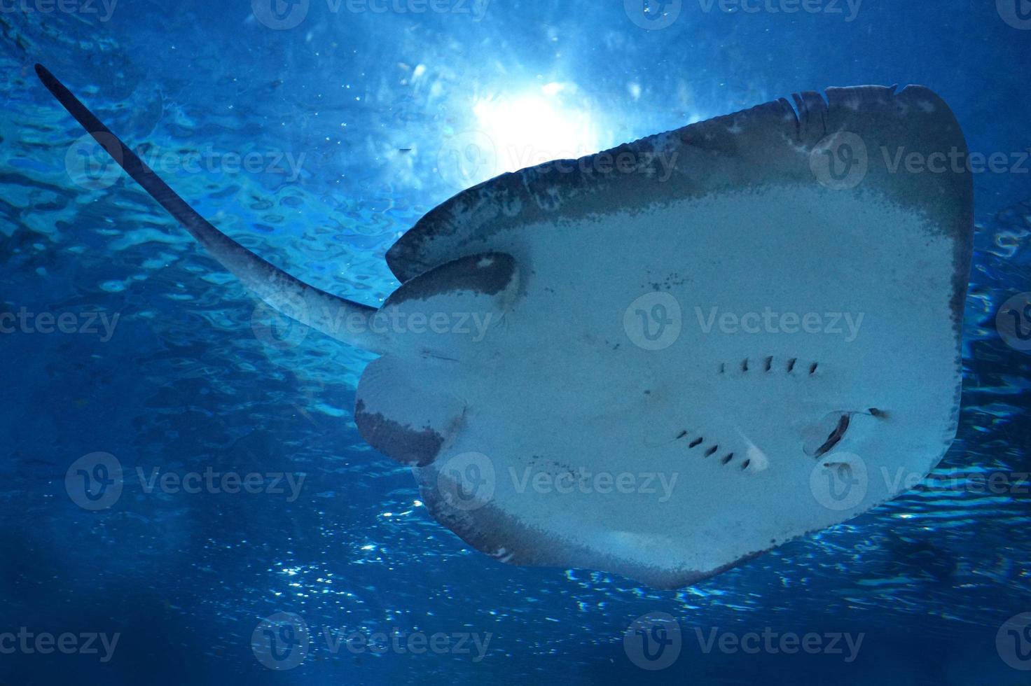 Ray Fish Swimming Underwater photo