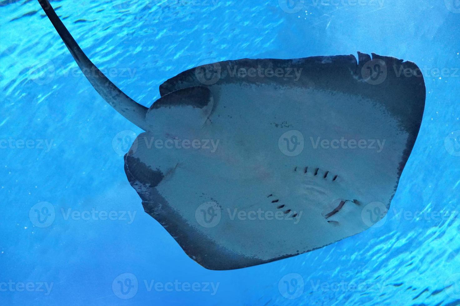 Ray Fish Swimming Underwater photo