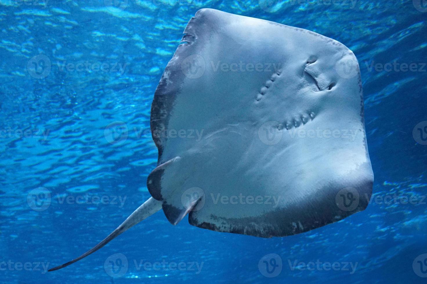 Ray Fish Swimming Underwater photo