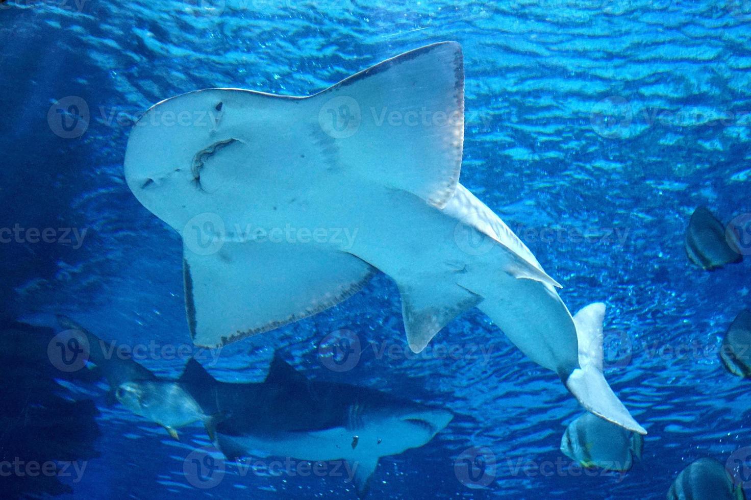 Ray Fish Swimming Underwater photo