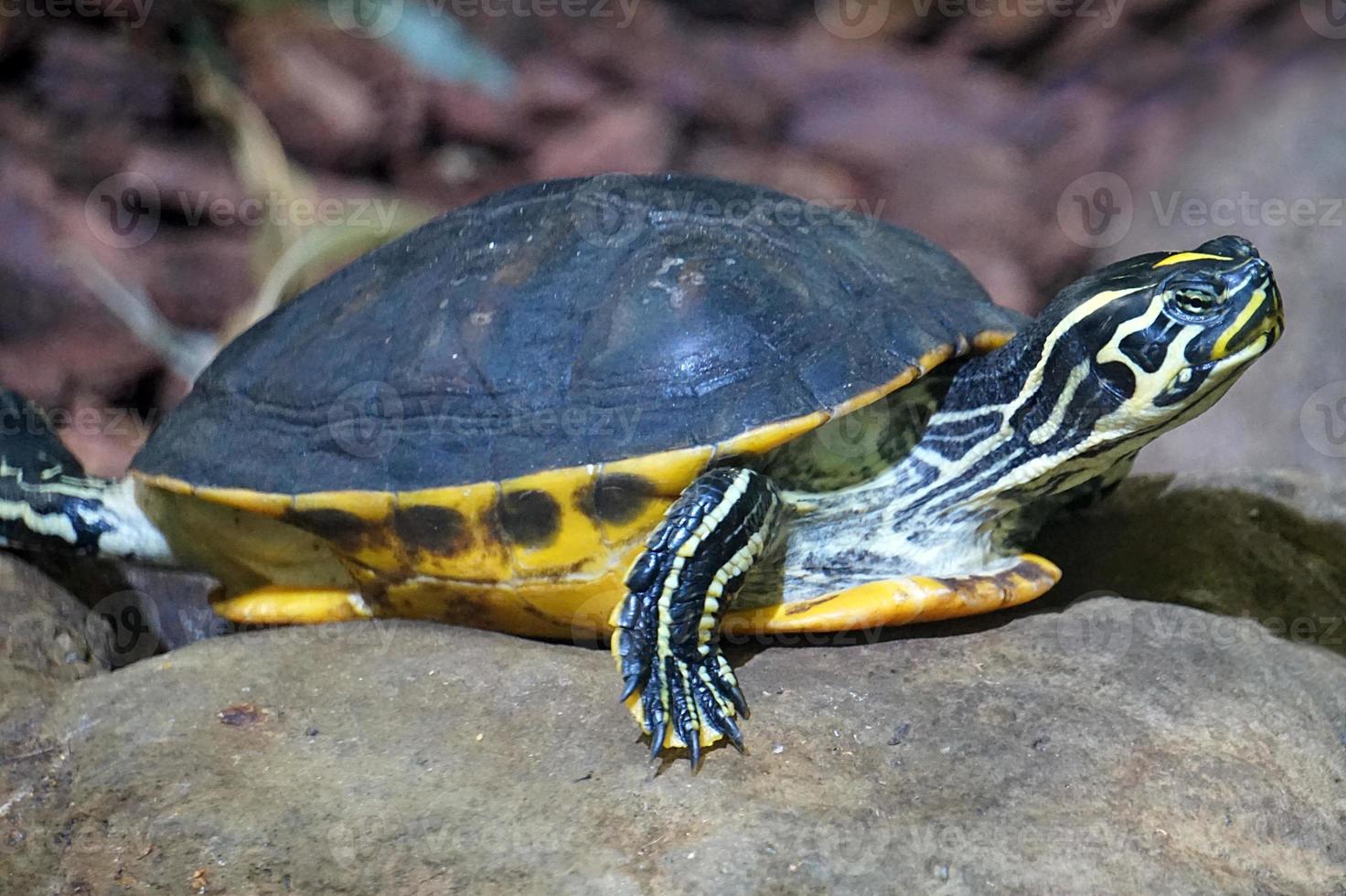 Turtle Walking on a Stone photo