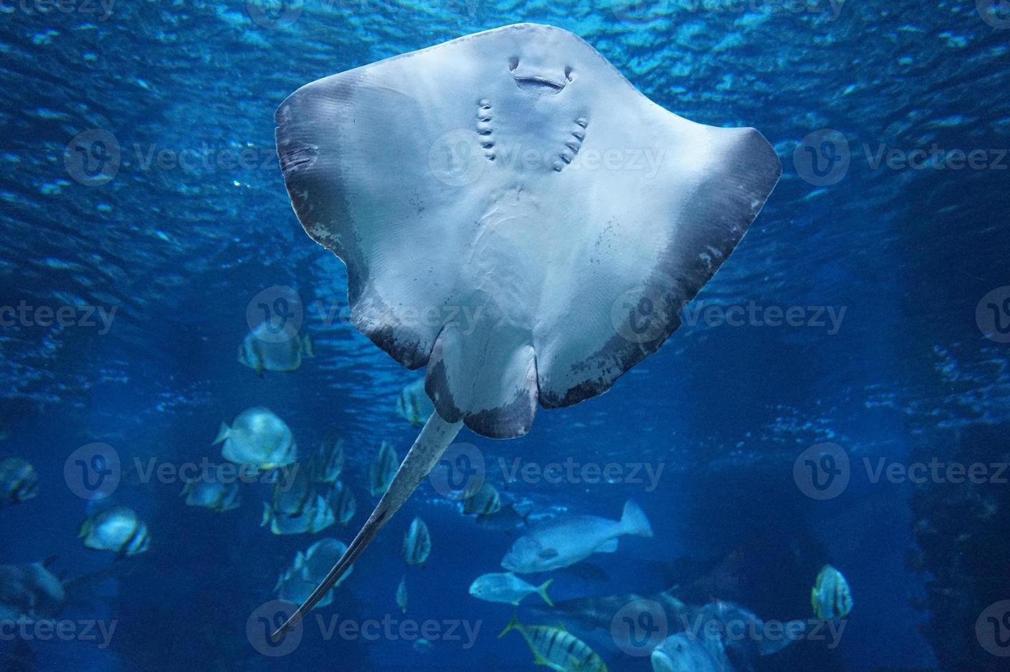 Ray Fish Swimming Underwater photo