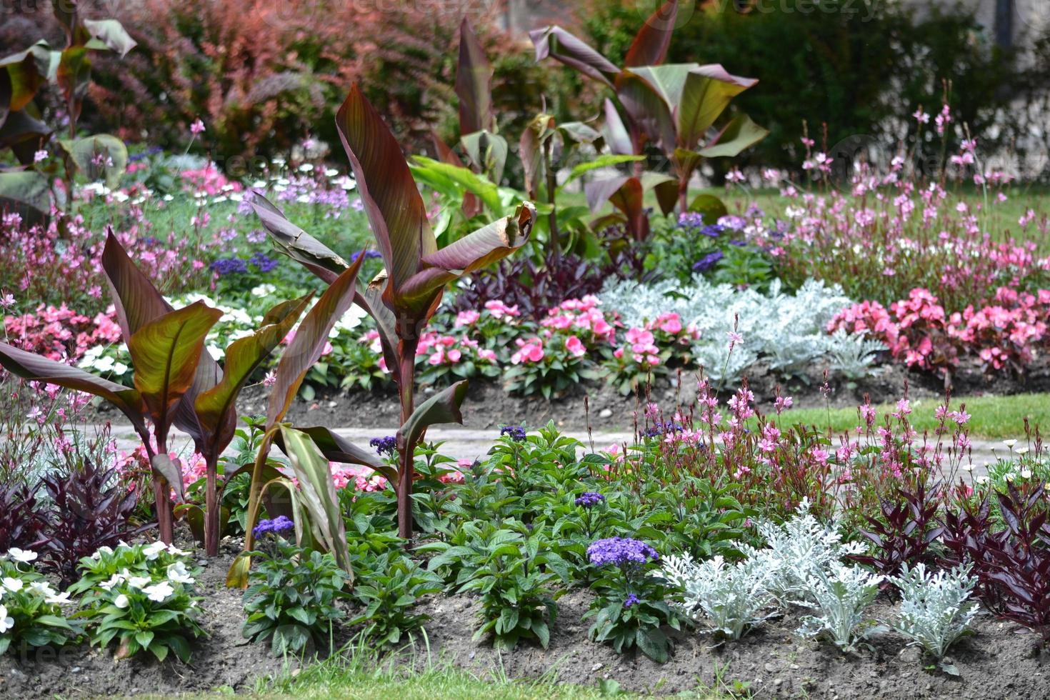 Colorful Flowers in Garden photo