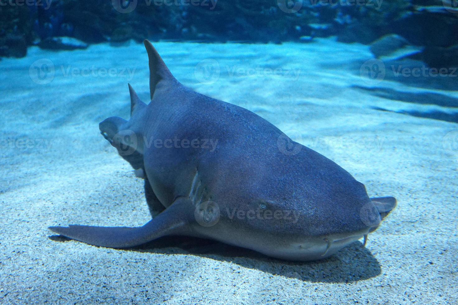 tiburón nadando bajo el agua foto