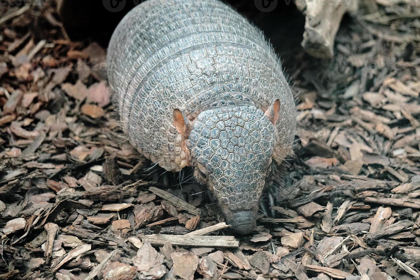 armadillo animal caminando en lecho foto