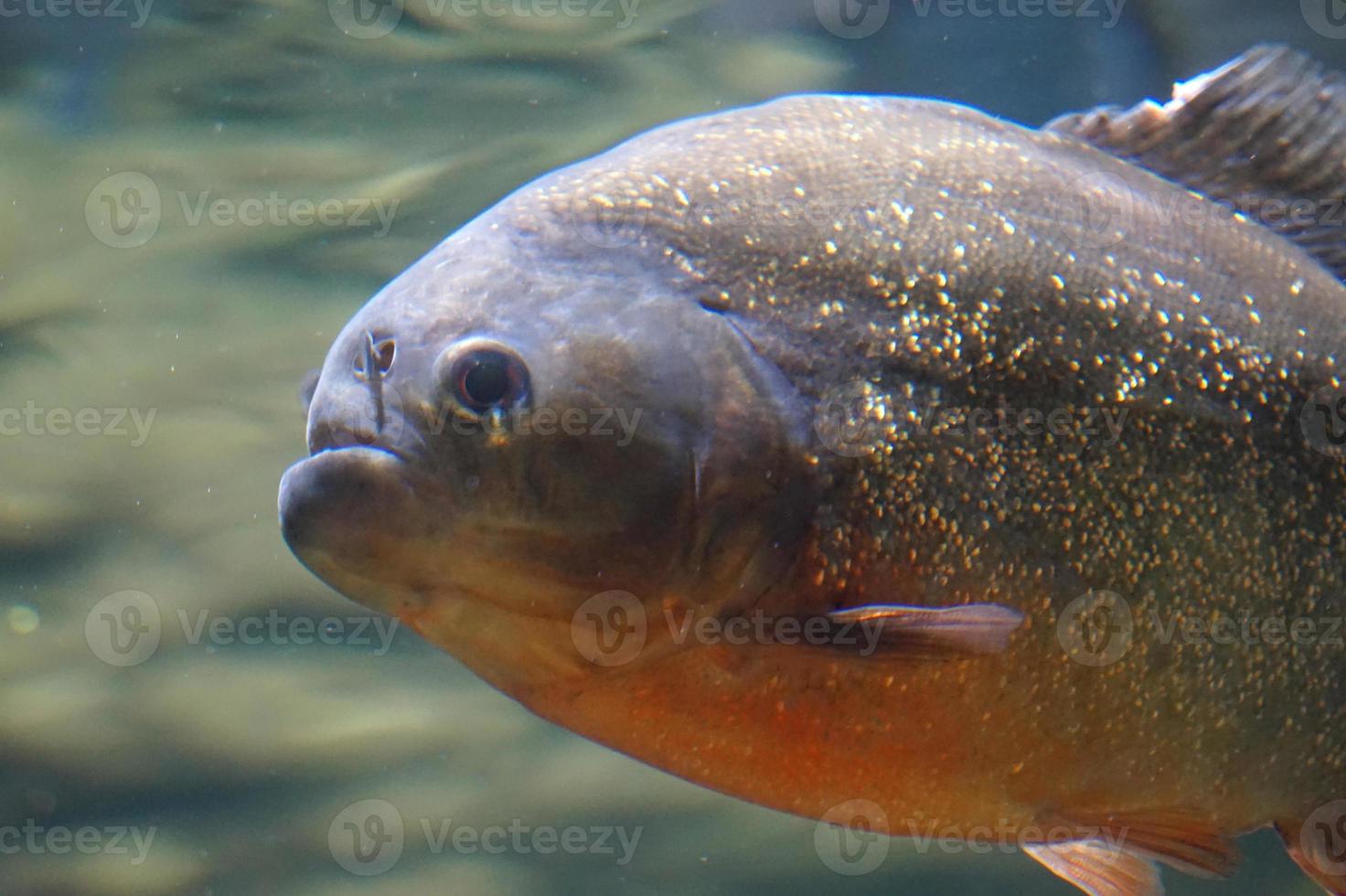 Piranha Fish - Side View photo