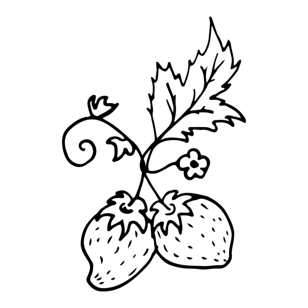 Strawberry in line style. Isolated hand drawing berry vector ...