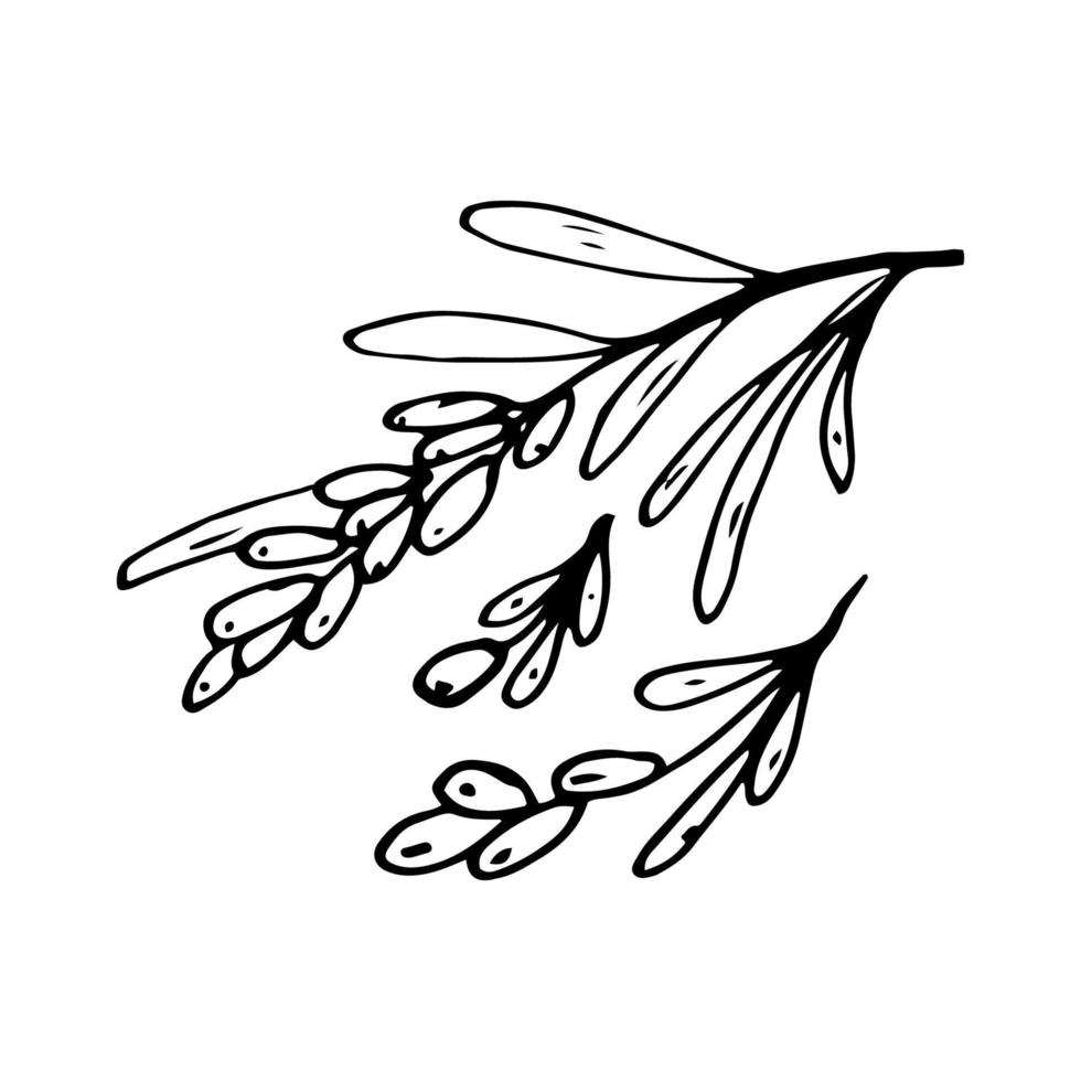 Sea buckthorn in line style. Isolated hand drawing berry vector illustration. Doodle simple outline.