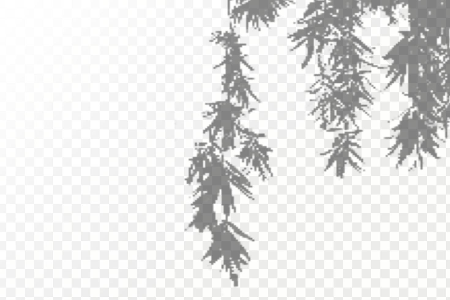 Realistic shadow tropical leaves and branches on transparent checkered background. The effect of overlaying shadows. Natural light layout. vector
