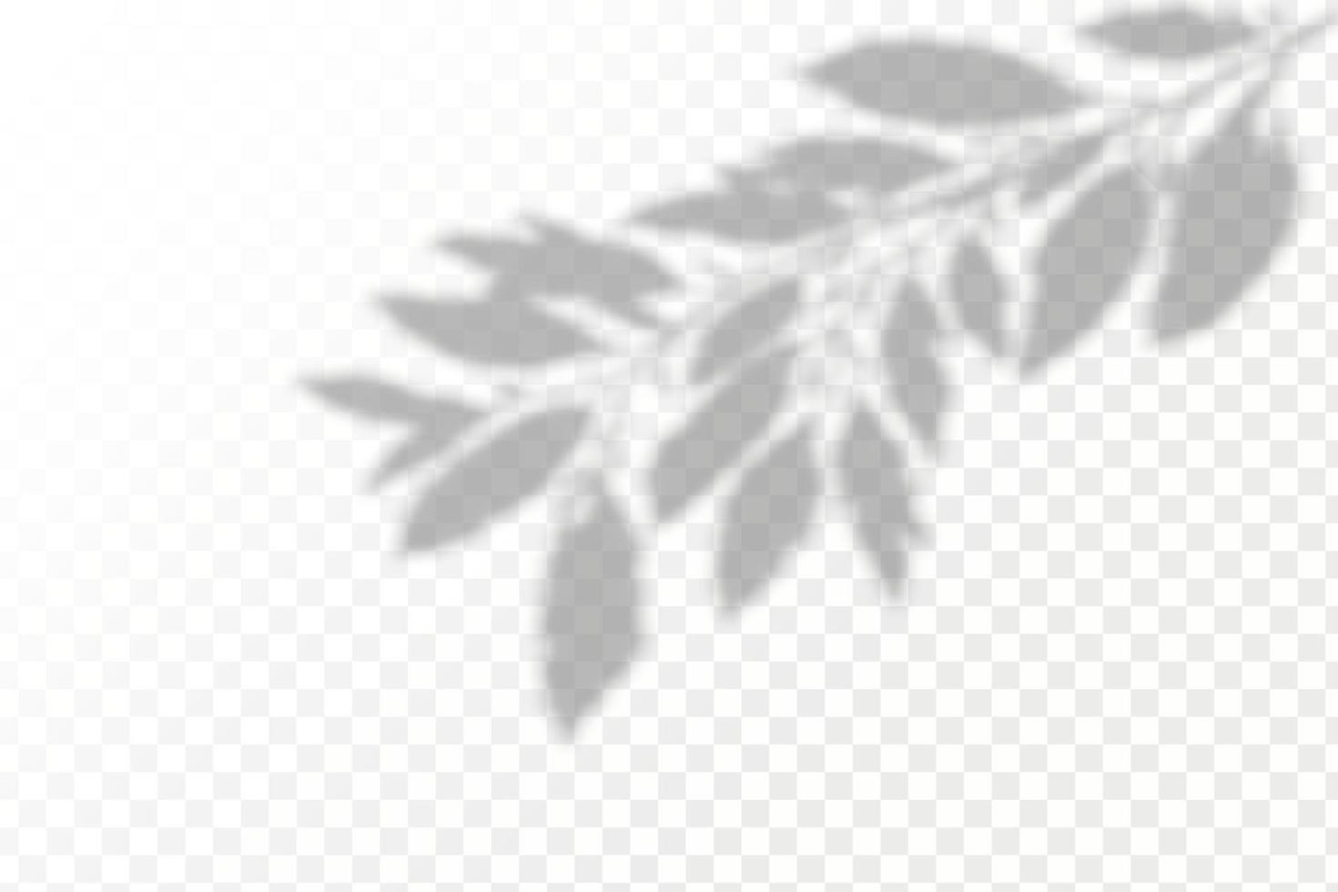 Realistic shadow tropical leaves and branches on transparent checkered background. The effect of overlaying shadows. Natural light layout. vector