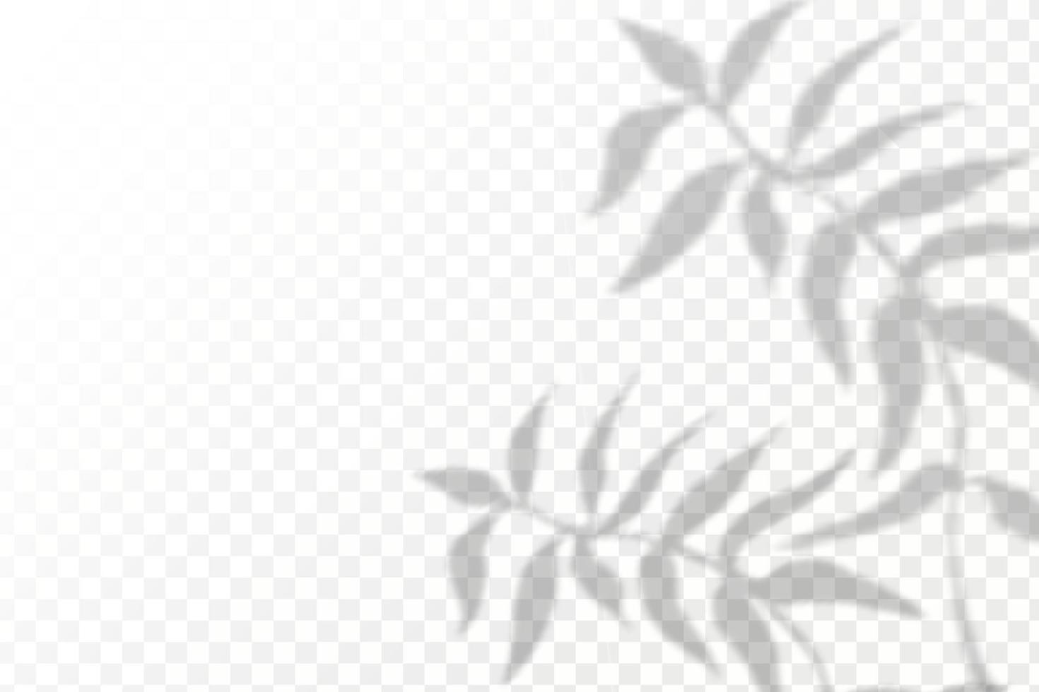 Realistic shadow tropical leaves and branches on transparent checkered background. The effect of overlaying shadows. Natural light layout. vector