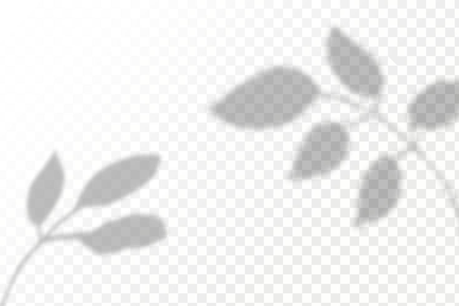 Realistic shadow tropical leaves and branches on transparent checkered background. The effect of overlaying shadows. Natural light layout. vector