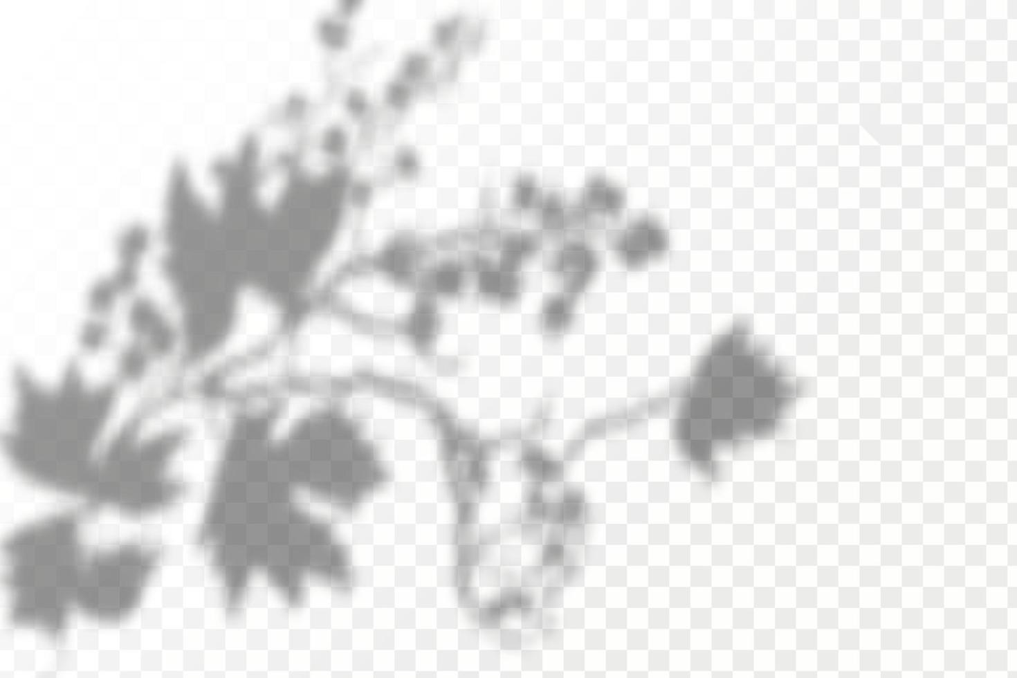 Realistic shadow tropical leaves and branches on transparent checkered background. The effect of overlaying shadows. Natural light layout. vector