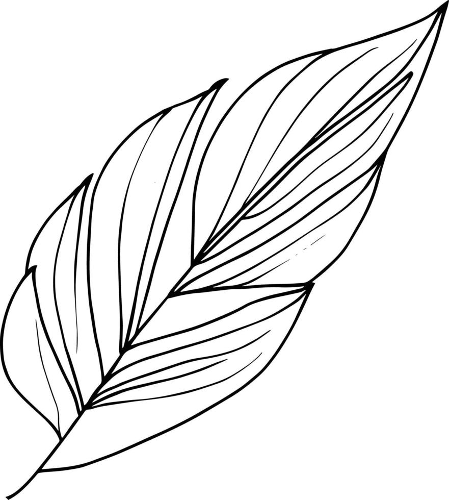 Botanical element, botanical line drawing, vintage botanical coloring pages, botanical elements, botanical flower illustration, botanical illustration black and white, botanical line drawing leaves, vector