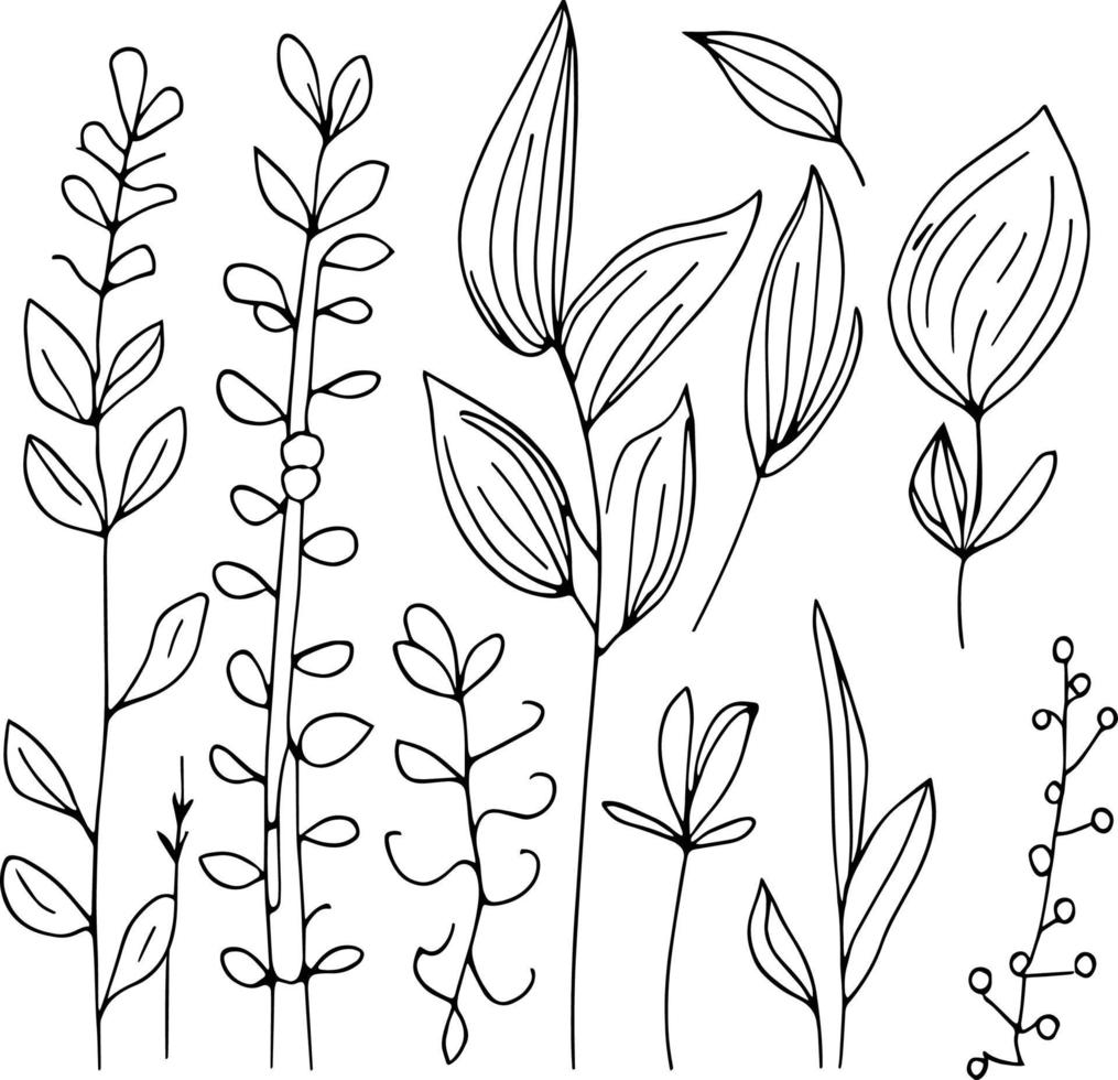 Botanical element, botanical line drawing, vintage botanical coloring pages, botanical elements, botanical flower illustration, botanical illustration black and white, botanical line drawing leaves, vector
