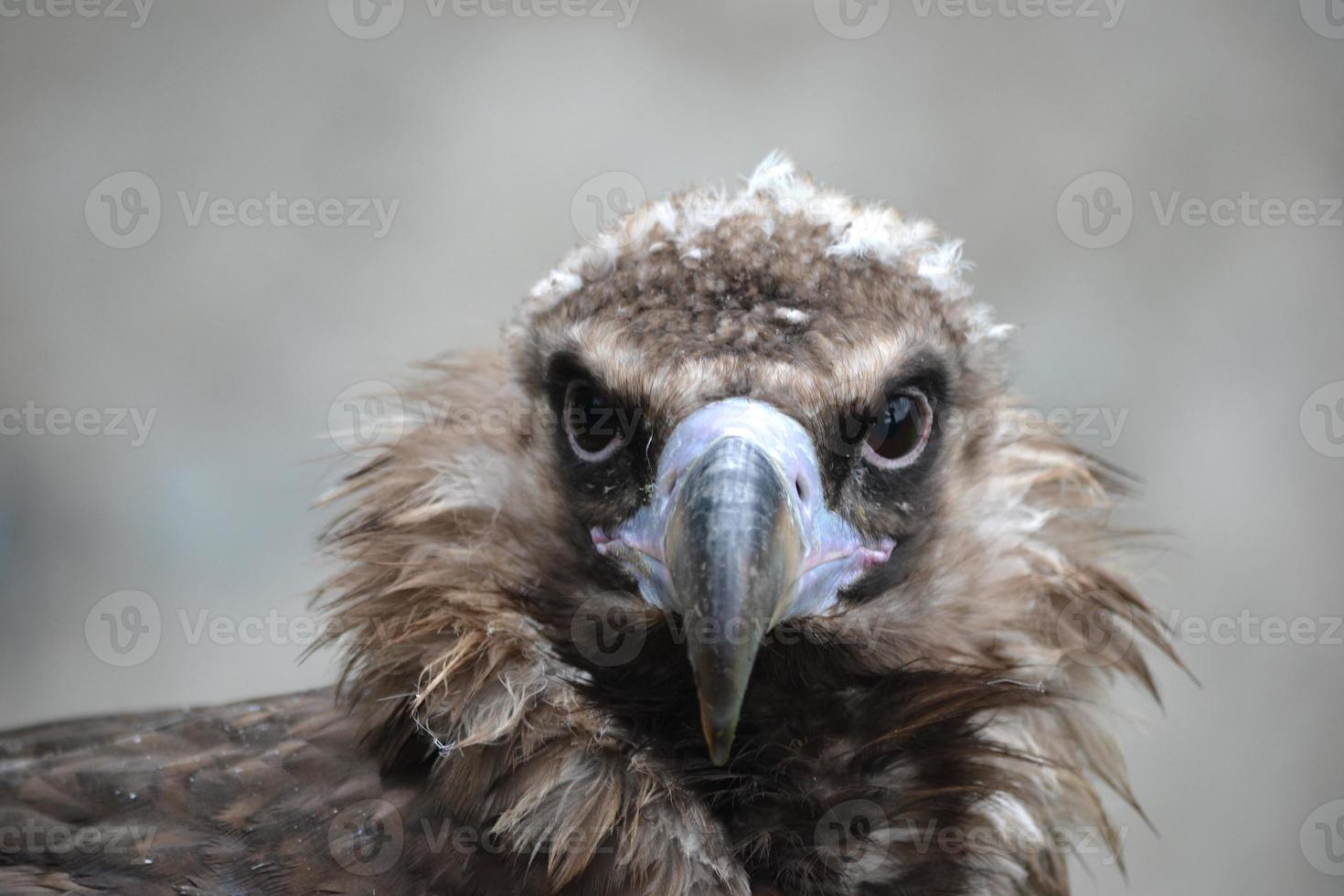 Falcon - Close-Up on Head and Defocused Background photo