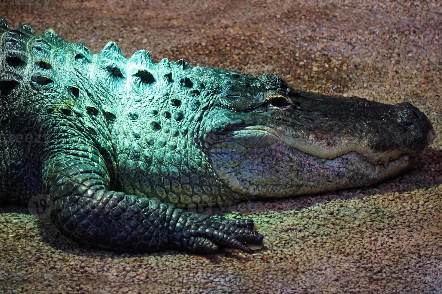 Alligator, Crocodile - Close-Up on Head photo