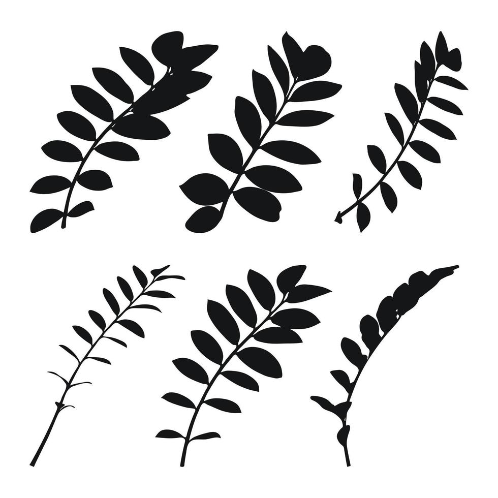 Real modern silhouettes plants, herbs. Drawing zamioculcas. Flat design art design template. vector