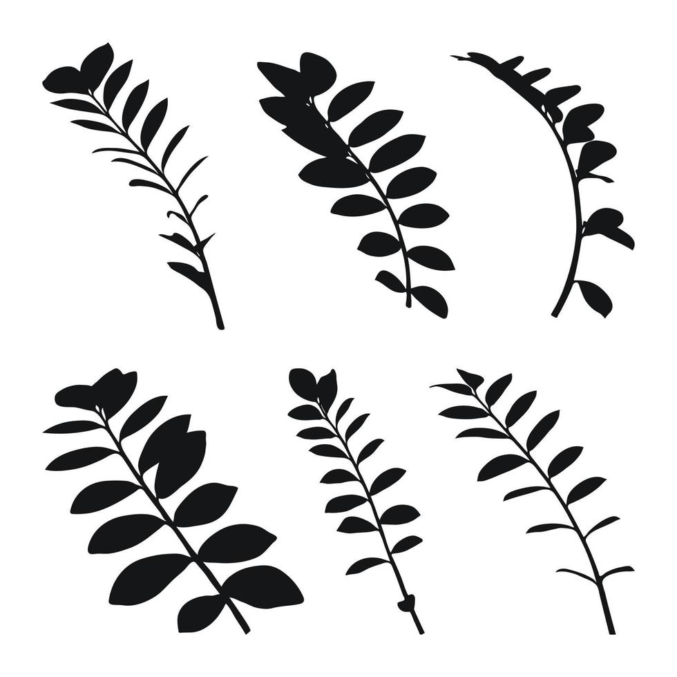 Real modern silhouettes plants, herbs. Drawing zamioculcas. Flat design art design template. vector