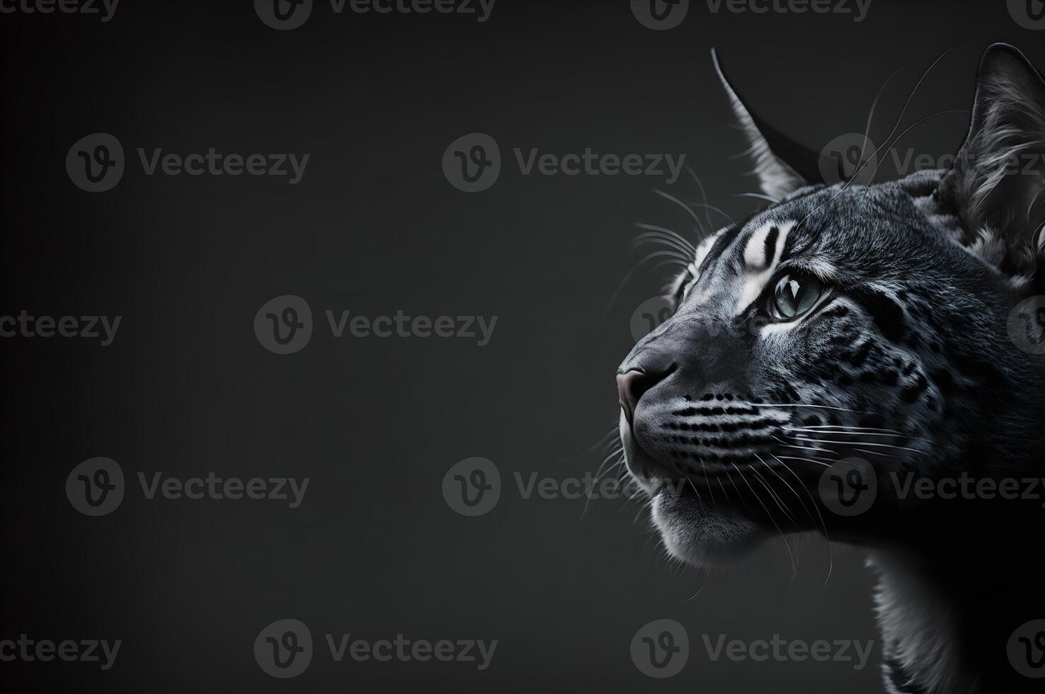 head of a baby tiger, big cat portrait isolated of a dark background, photo