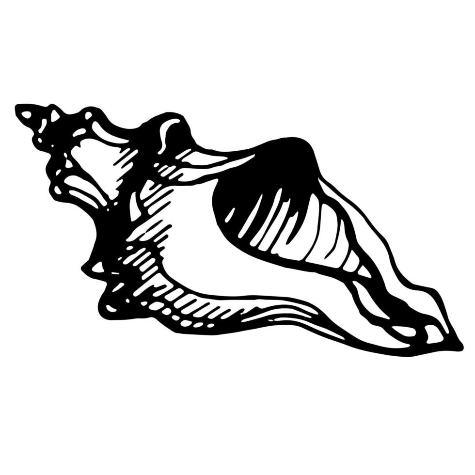 Sea shell. Vector clipart