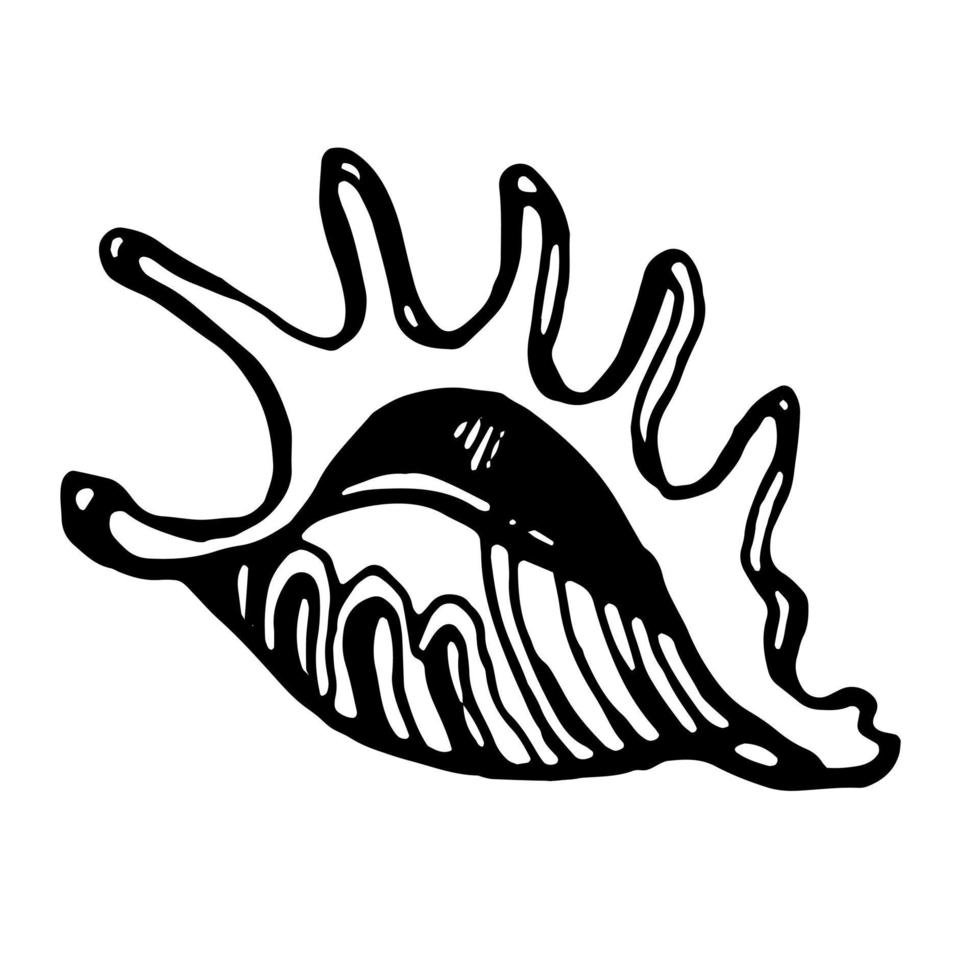 Sea shell. Vector clipart