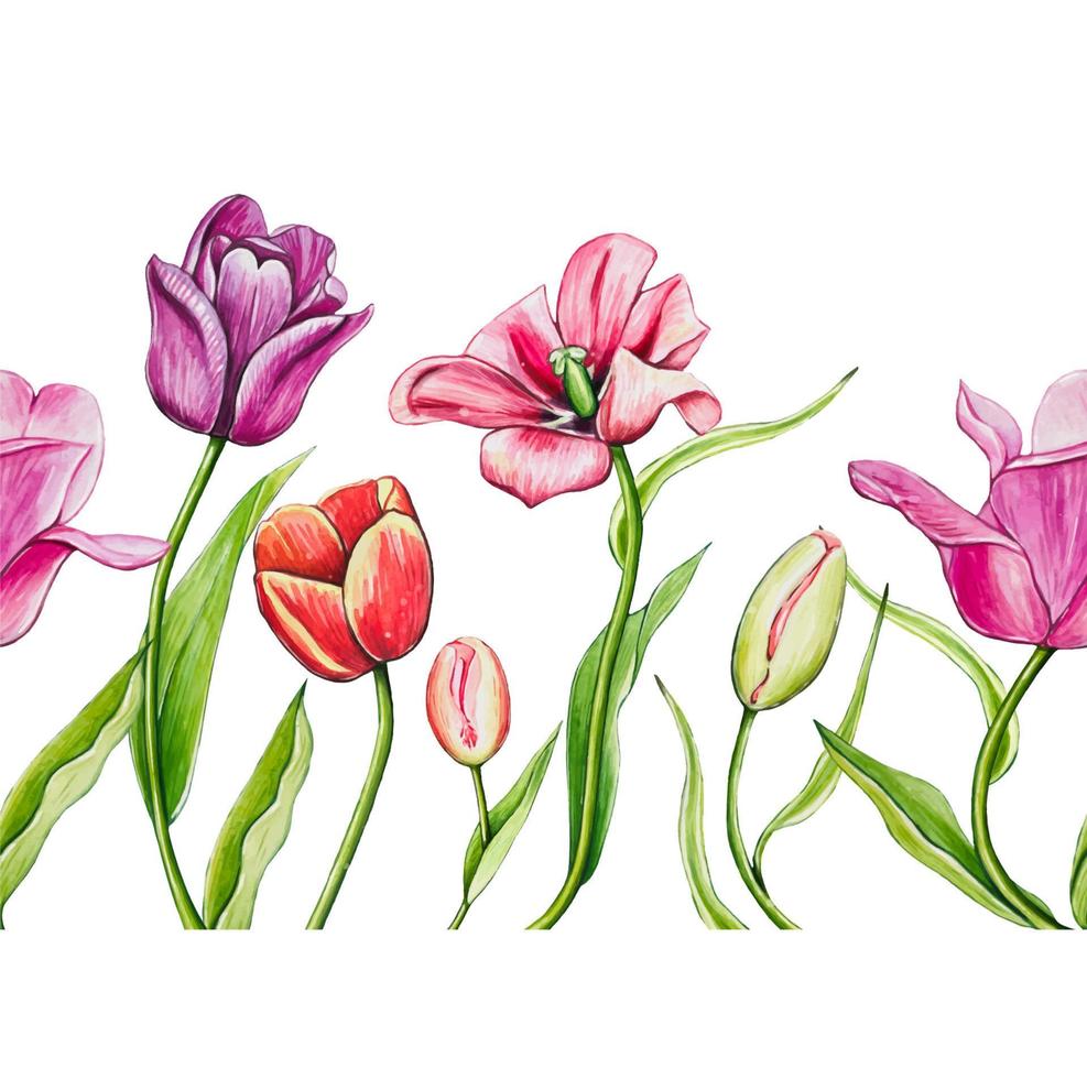 mano dibujado acuarela sin costura frontera con tulipán flores vector