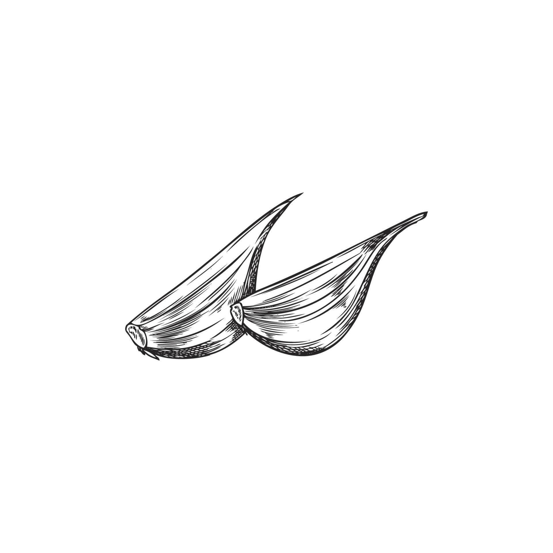 Hand drawn cloves of garlic, sketch vector illustration isolated on