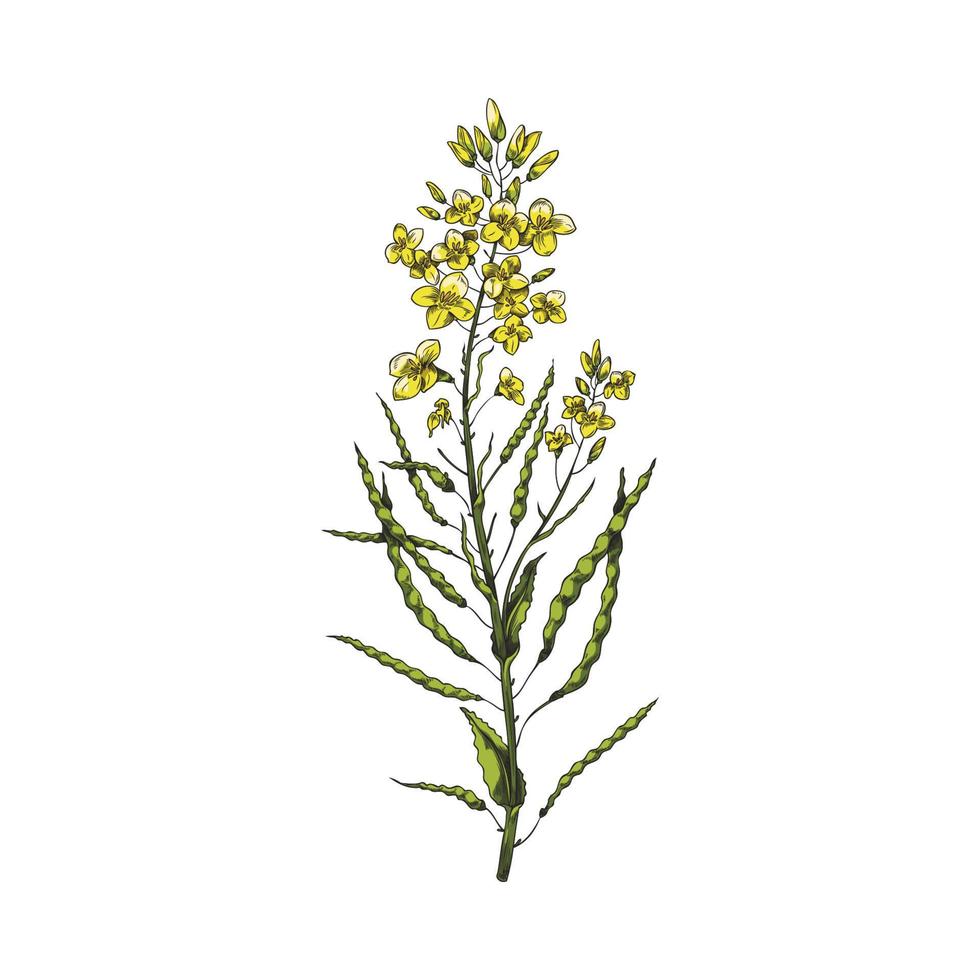Canola yellow flowers on a branch on a white background. Vector illustration with canola flower. Hand drawn sketch with rapeseed isolated on white background