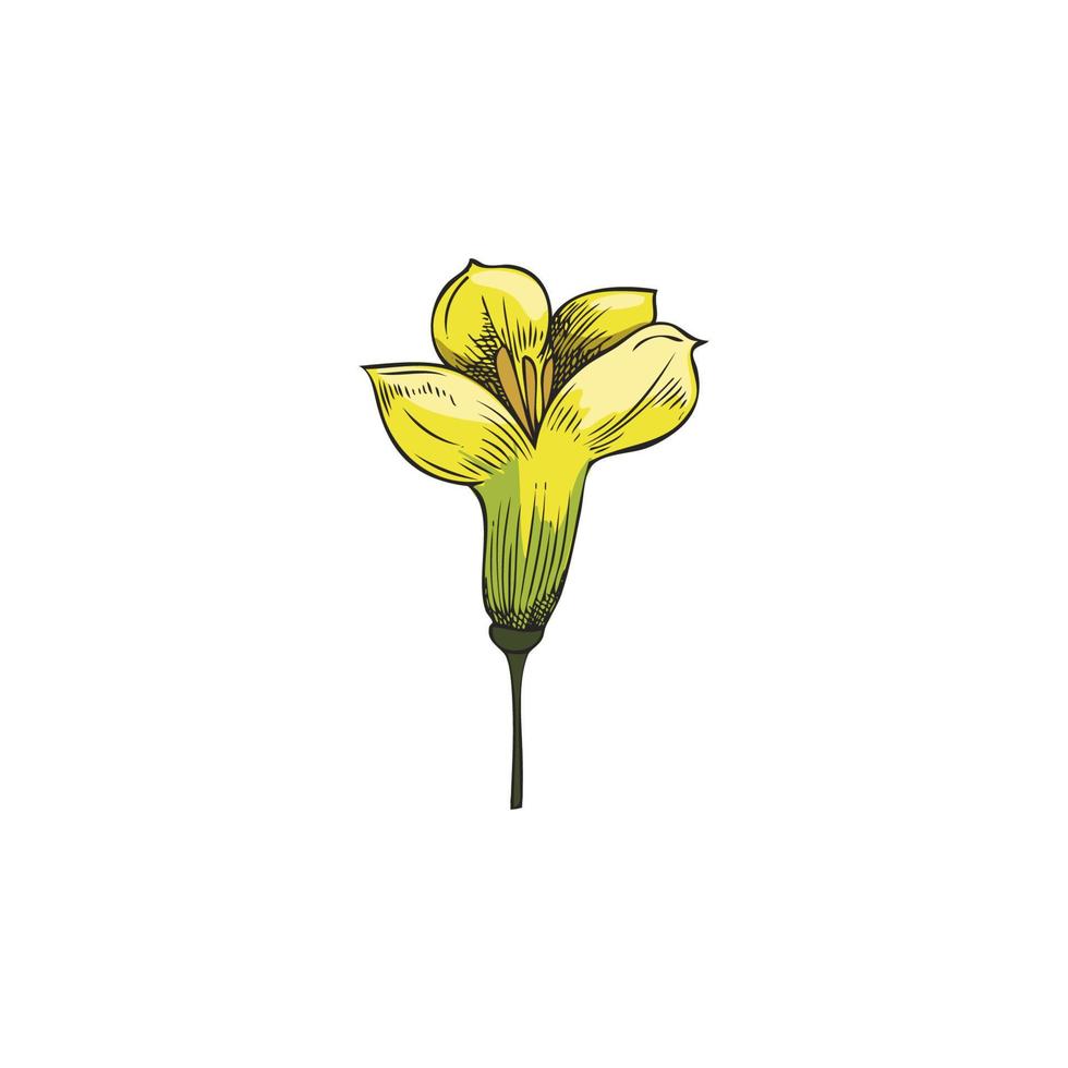 One canola flower. Yellow flower of the canola plant, vector illustration, hand drawn sketch with rapeseed isolated on white background