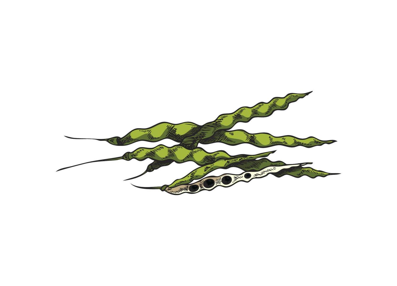 Botanical, floral vector illustration with canola pod, hand drawn sketch on white background
