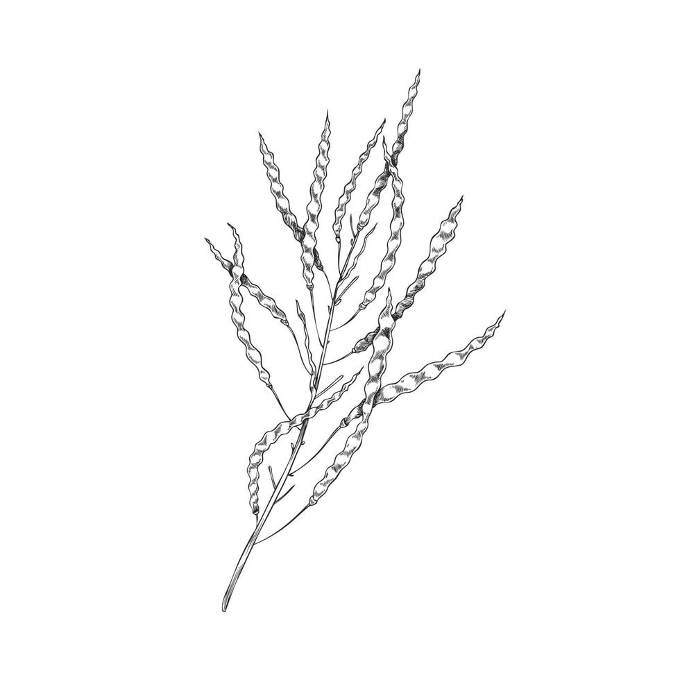 Canola pods on a branch. Canola hand drawn sketch, monochrome on white background vector