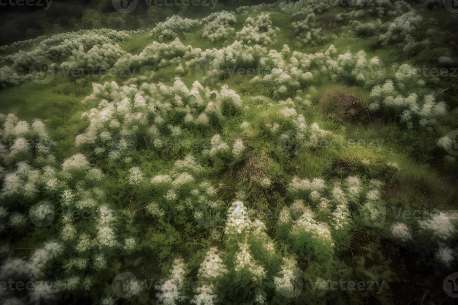 Stevia rebaudiana, sweet leaf sugar substitute isolated on field background. Neural network photo