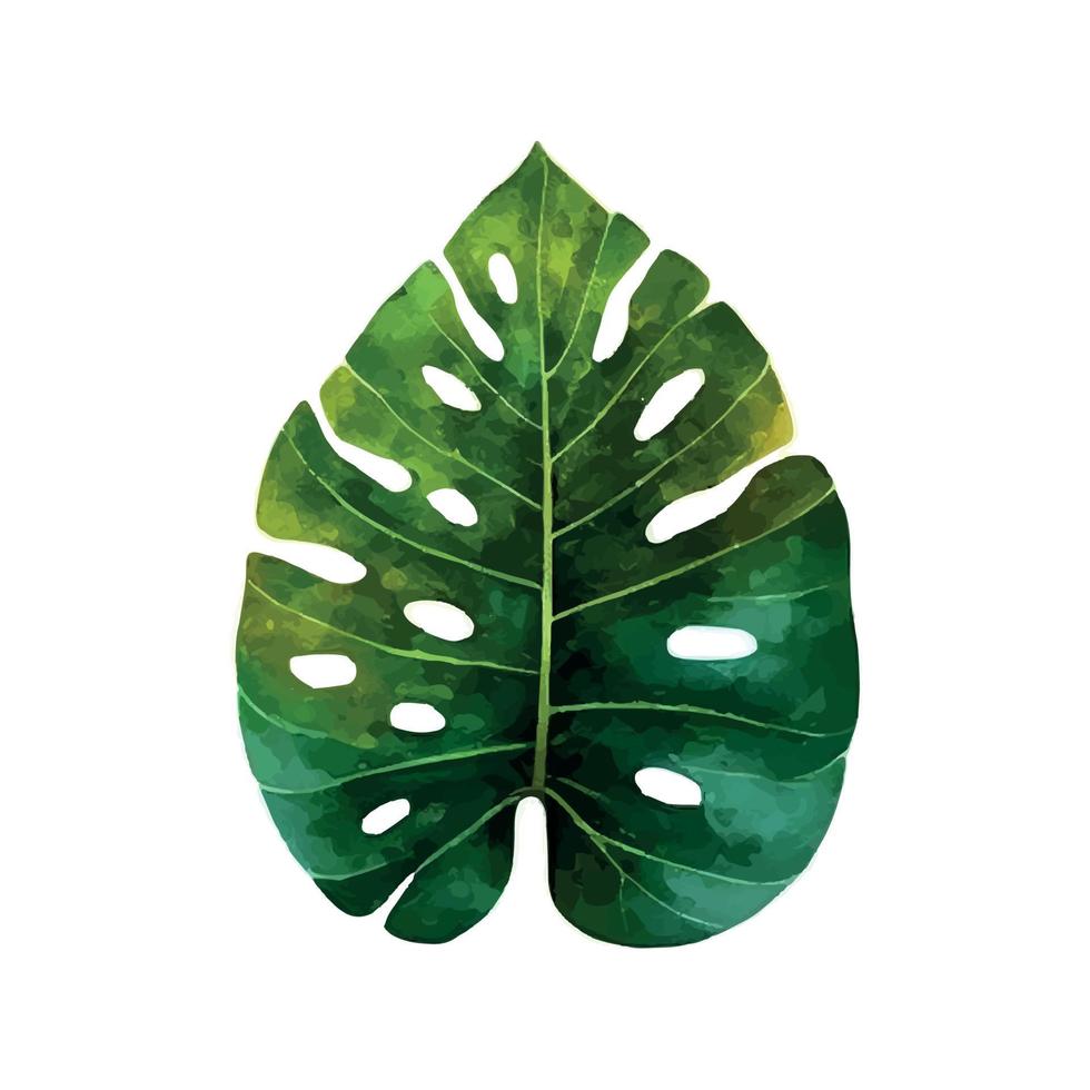 vector tropical leaf, monstera. watercolor illustration exotic plant