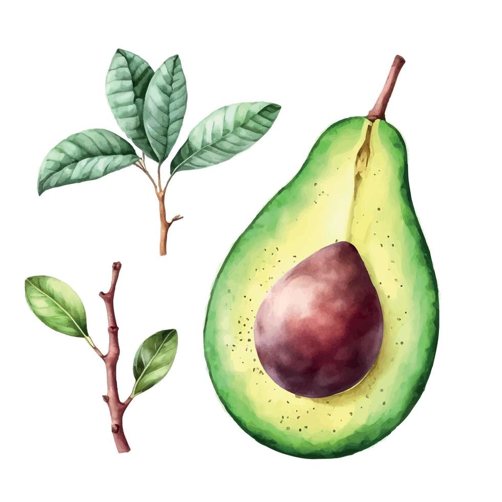 aguacate. mano dibujado acuarela cuadro. vector ilustración.