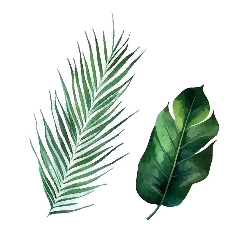 vector tropical leaf, monstera. watercolor illustration exotic plant