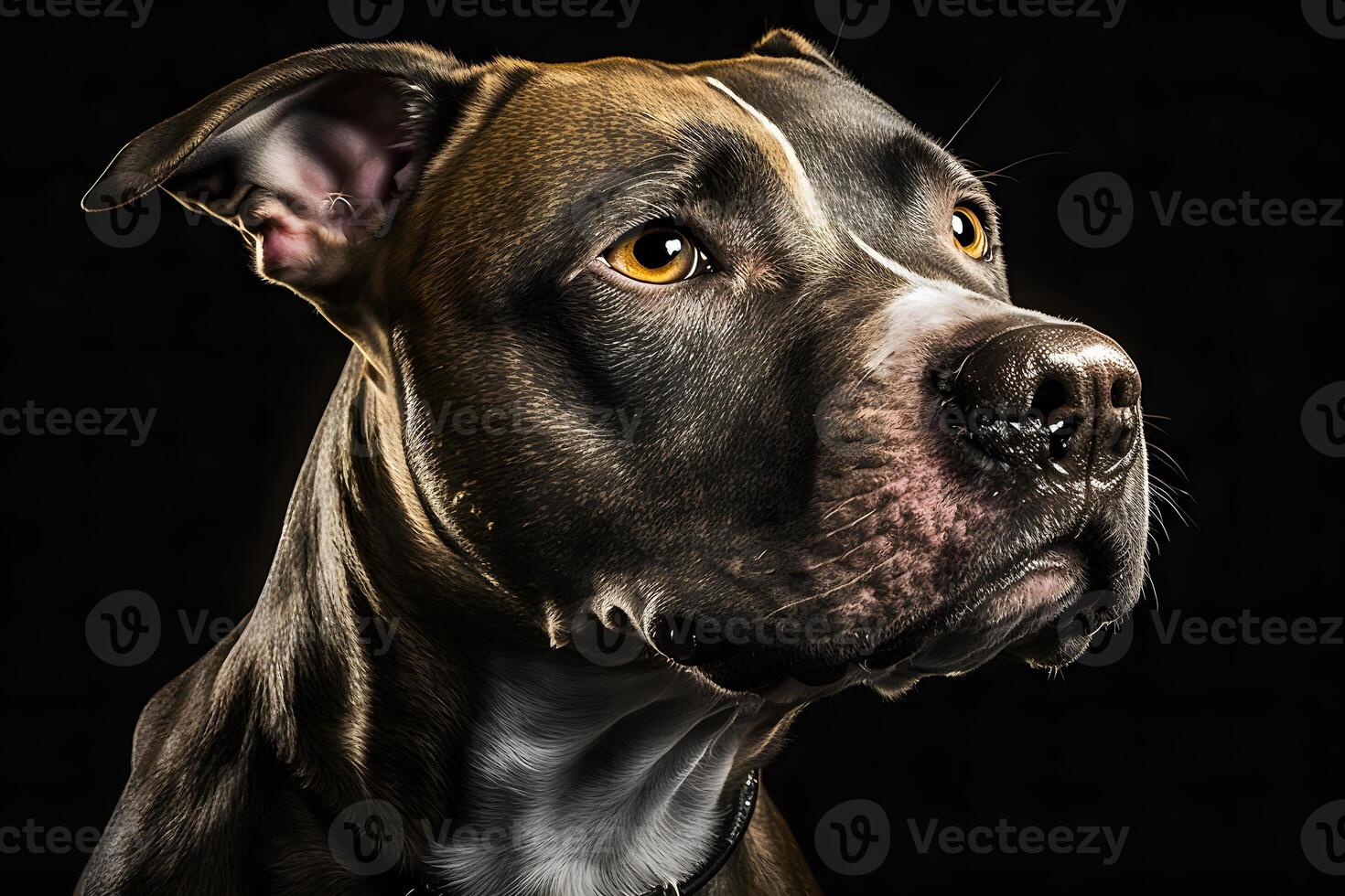 Pitbull dog portrait on black background. Neural network photo