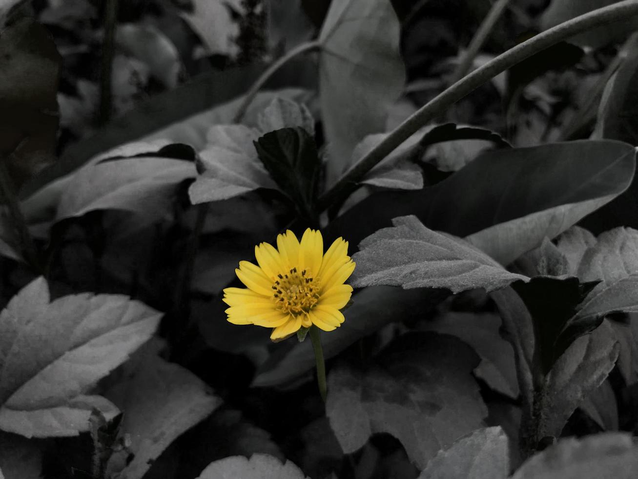 Yellow Forest Flower on Black Background photo