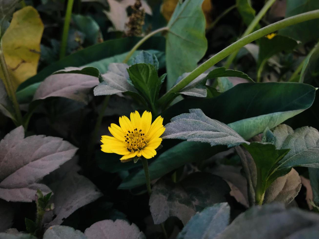 Wild yellow flower background photo