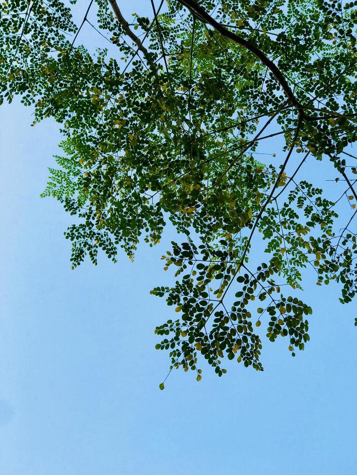 Tree view from bottom with sky photo