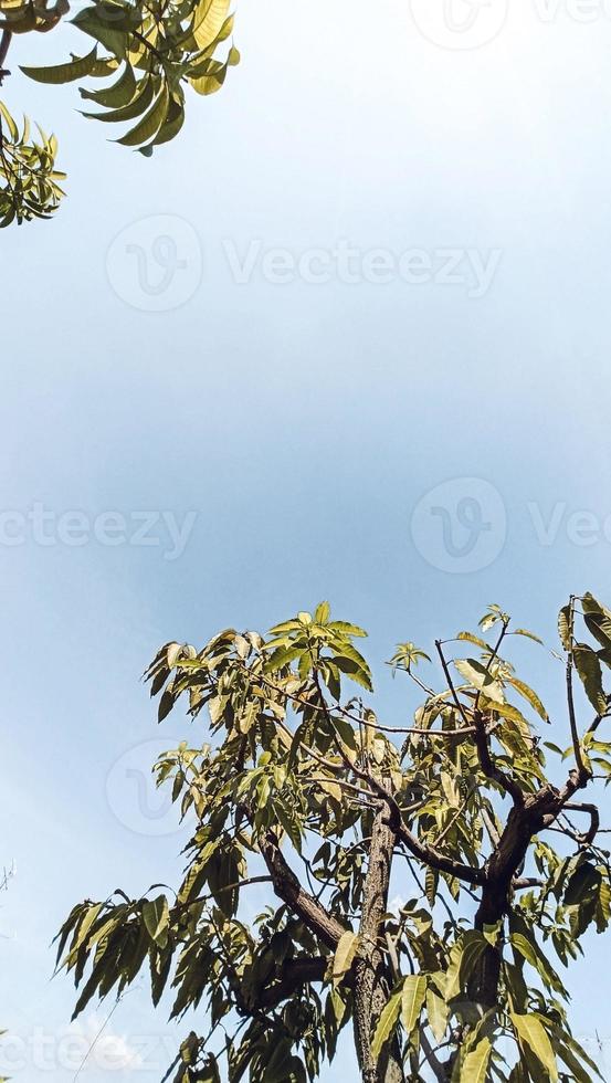 Green leaves of a mango tree photo