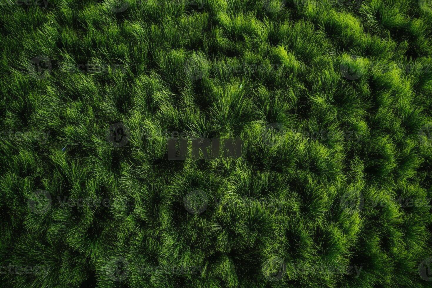Top down view of grass texture. photo