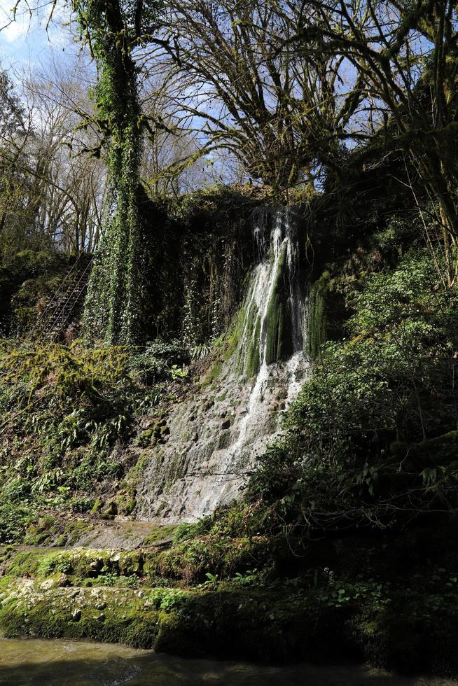 un pequeño montaña cascada cascadas desde escarpado alto bancos descuidado con vides y arboles.soleado día. temprano primavera. foto