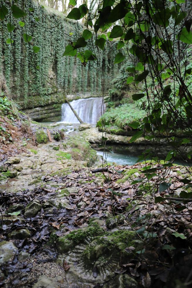 un claro azul corriente de agua desde montaña río caídas en un pequeño cascada desde blanco piedras rodeado por viñas.en el primer plano es un imprimir de el amonita en un grande blanco Roca. temprano primavera. foto