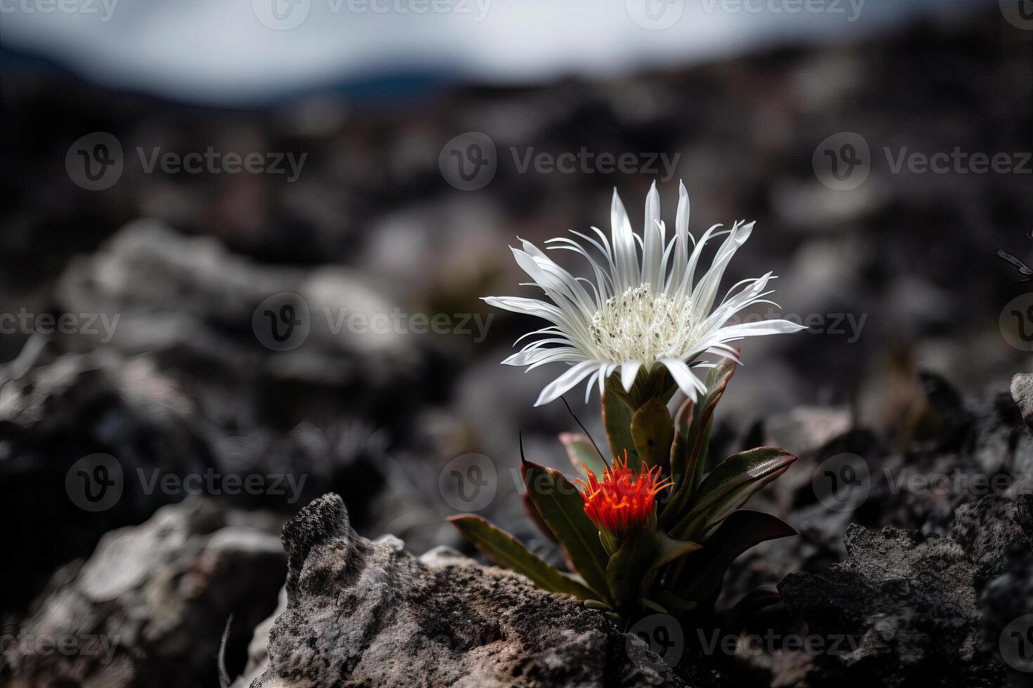 The edelweiss flower grows on one of the planets in space where there is no life, recovery of the planet after the apocalypse, . photo
