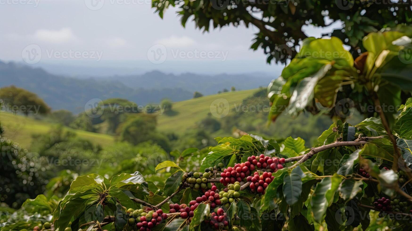 Coffee tree with red coffee beans on coffee plantation. photo