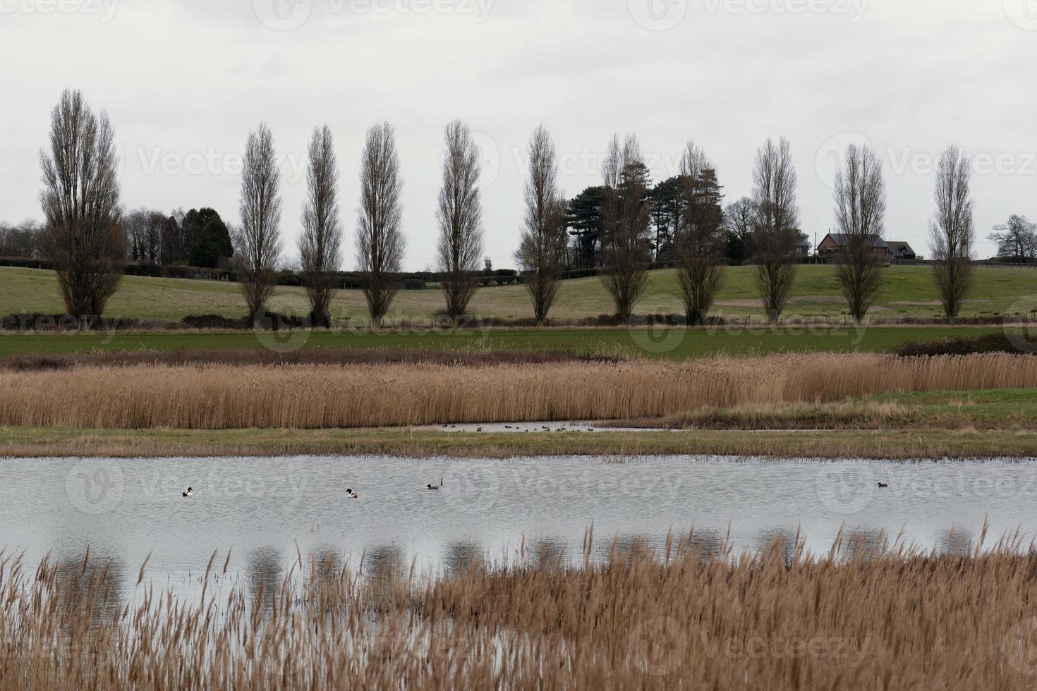 Levington Pond in Suffolk photo